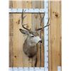 Image 1 : 5x5 Mule Deer Shoulder Mount Taxidermy