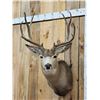 Image 2 : 5x5 Mule Deer Shoulder Mount Taxidermy