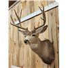 Image 3 : 5x5 Mule Deer Shoulder Mount Taxidermy