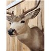 Image 4 : 5x5 Mule Deer Shoulder Mount Taxidermy