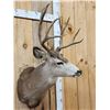 Image 5 : 5x5 Mule Deer Shoulder Mount Taxidermy