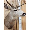 Image 6 : 5x5 Mule Deer Shoulder Mount Taxidermy