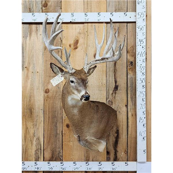 BIG 300" Class Nontypical Whitetail Shoulder Mount Taxidermy