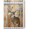 Image 1 : BIG 300" Class Nontypical Whitetail Shoulder Mount Taxidermy
