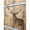 Image 2 : BIG 300" Class Nontypical Whitetail Shoulder Mount Taxidermy