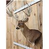 Image 3 : BIG 300" Class Nontypical Whitetail Shoulder Mount Taxidermy