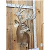 Image 4 : BIG 300" Class Nontypical Whitetail Shoulder Mount Taxidermy