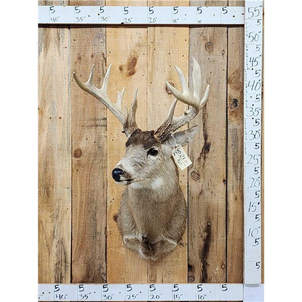 Heavy Mass Main Frame 5x5 Whitetail Shoulder Mount Taxidermy