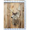 Image 1 : Heavy Mass Main Frame 5x5 Whitetail Shoulder Mount Taxidermy