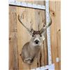 Image 2 : Heavy Mass Main Frame 5x5 Whitetail Shoulder Mount Taxidermy