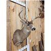 Image 3 : Heavy Mass Main Frame 5x5 Whitetail Shoulder Mount Taxidermy