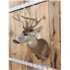 Image 4 : Heavy Mass Main Frame 5x5 Whitetail Shoulder Mount Taxidermy