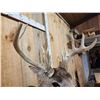 Image 5 : Heavy Mass Main Frame 5x5 Whitetail Shoulder Mount Taxidermy
