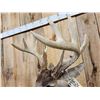 Image 6 : Heavy Mass Main Frame 5x5 Whitetail Shoulder Mount Taxidermy