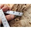 Image 7 : Heavy Mass Main Frame 5x5 Whitetail Shoulder Mount Taxidermy
