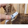 Image 8 : Heavy Mass Main Frame 5x5 Whitetail Shoulder Mount Taxidermy