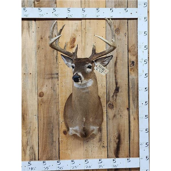 6x5 Whitetail Shoulder Mount Taxidermy