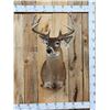 Image 1 : 6x5 Whitetail Shoulder Mount Taxidermy