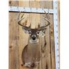 Image 2 : 6x5 Whitetail Shoulder Mount Taxidermy