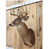 Image 3 : 6x5 Whitetail Shoulder Mount Taxidermy
