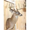 Image 4 : 6x5 Whitetail Shoulder Mount Taxidermy