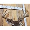 Image 5 : 6x5 Whitetail Shoulder Mount Taxidermy