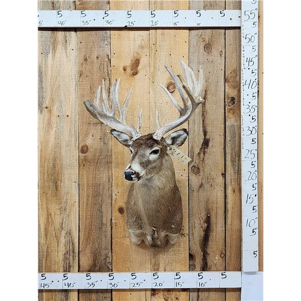 Crazy Nontypical Whitetail Shoulder Mount Taxidermy