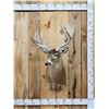 Image 1 : Crazy Nontypical Whitetail Shoulder Mount Taxidermy