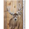 Image 2 : Crazy Nontypical Whitetail Shoulder Mount Taxidermy