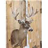 Image 3 : Crazy Nontypical Whitetail Shoulder Mount Taxidermy
