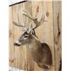 Image 4 : Crazy Nontypical Whitetail Shoulder Mount Taxidermy