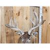 Image 5 : Crazy Nontypical Whitetail Shoulder Mount Taxidermy