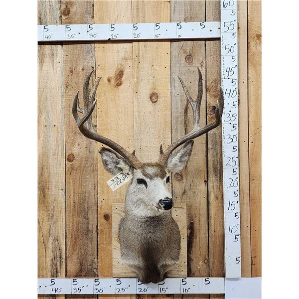 5x5 Mule Deer Shoulder Mount Taxidermy