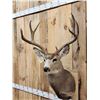 Image 2 : 5x5 Mule Deer Shoulder Mount Taxidermy