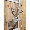 Image 3 : 5x5 Mule Deer Shoulder Mount Taxidermy