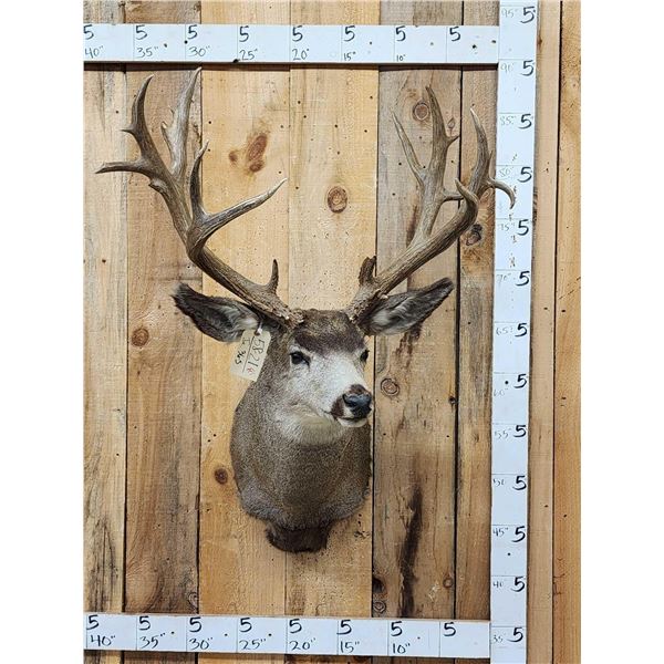 Big Nontypical Mule Deer Shoulder Mount Taxidermy