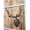 Image 2 : Big Nontypical Mule Deer Shoulder Mount Taxidermy