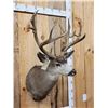 Image 3 : Big Nontypical Mule Deer Shoulder Mount Taxidermy