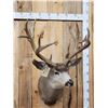 Image 4 : Big Nontypical Mule Deer Shoulder Mount Taxidermy