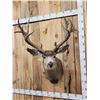Image 5 : Big Nontypical Mule Deer Shoulder Mount Taxidermy