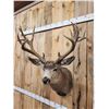 Image 6 : Big Nontypical Mule Deer Shoulder Mount Taxidermy