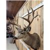 Image 7 : Big Nontypical Mule Deer Shoulder Mount Taxidermy