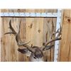 Image 8 : Big Nontypical Mule Deer Shoulder Mount Taxidermy
