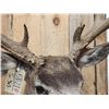 Image 9 : Big Nontypical Mule Deer Shoulder Mount Taxidermy
