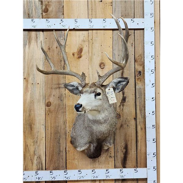 5x5 Mule Deer Shoulder Mount Taxidermy