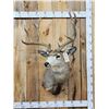 Image 1 : 5x5 Mule Deer Shoulder Mount Taxidermy