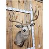 Image 2 : 5x5 Mule Deer Shoulder Mount Taxidermy