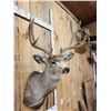 Image 3 : 5x5 Mule Deer Shoulder Mount Taxidermy