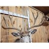 Image 4 : 5x5 Mule Deer Shoulder Mount Taxidermy