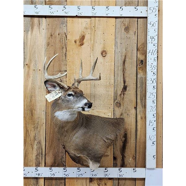 4x4 Whitetail Shoulder Mount Taxidermy